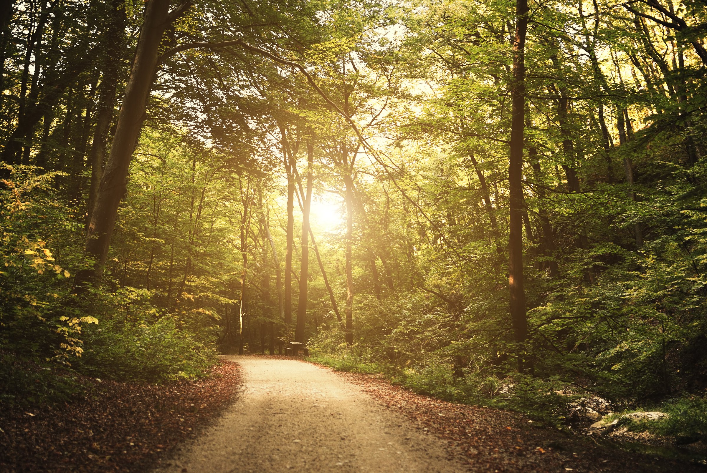 Forest Path Surrounded by Trees