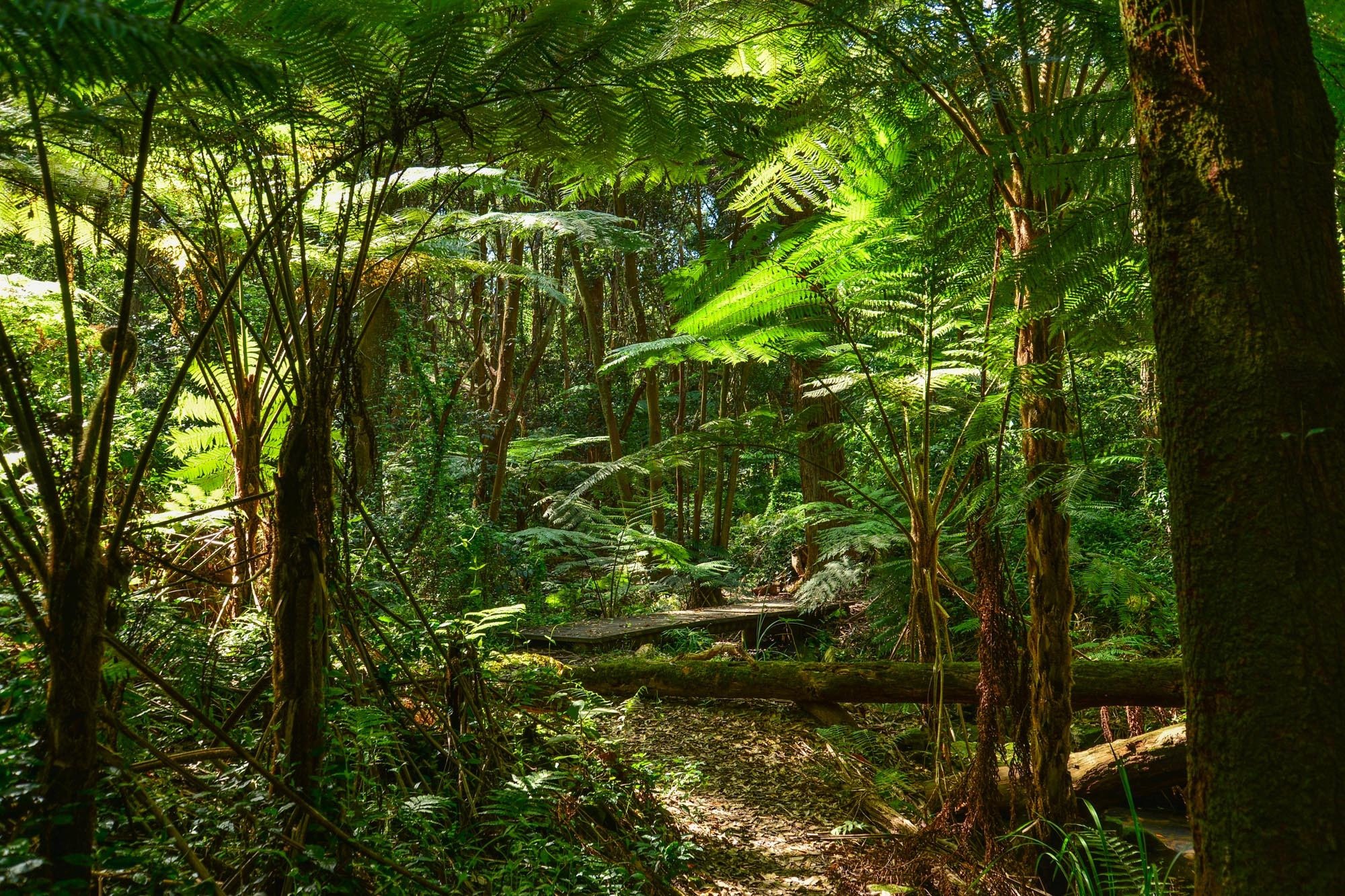 Jungle Forest Full Of Trees